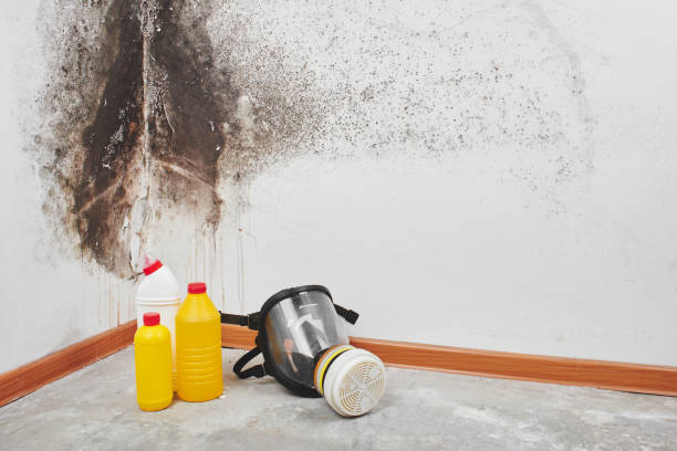 Trusted Garden City, NY Mold Remediation Experts