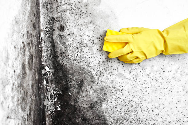 Best HVAC Mold Remediation in Garden City, NY