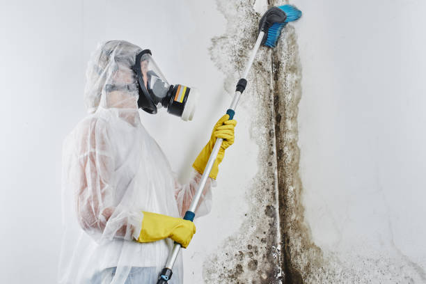 Best DIY Mold Remediation Support Services in Garden City, NY