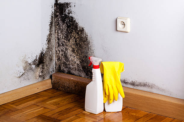 Professional Mold Remediation in Garden City, NY