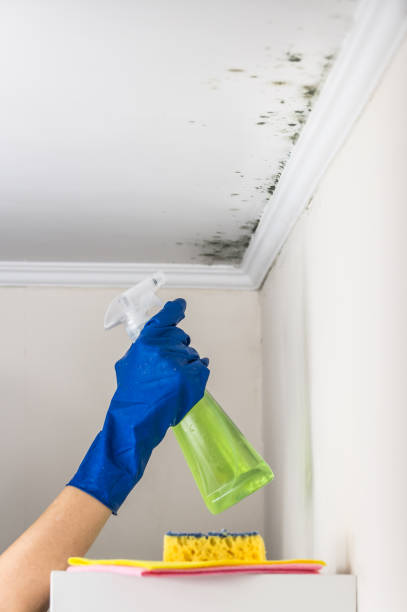 Best Preventive Mold Services in Garden City, NY